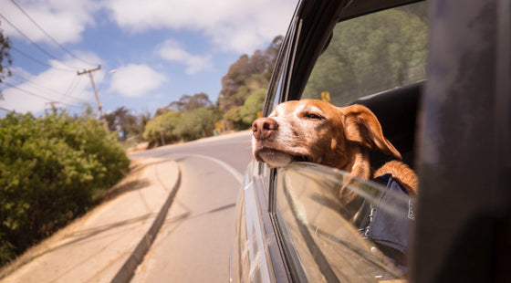 We're travelling by car on a holiday soon & we'd love to take our dog. We fear they may become car sick. How can we make the trip safe for our pet?
