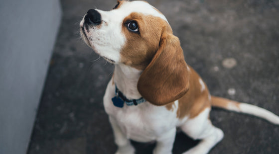 My Beagle passes wind that is very smelly. What do you suggest I feed them?
