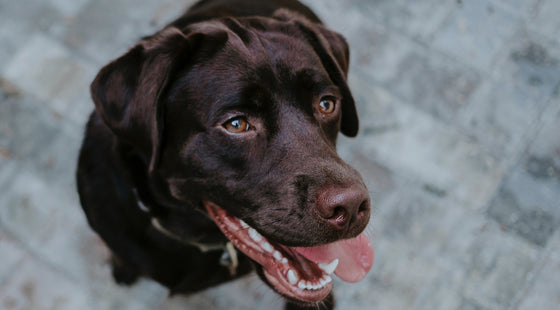 Do dental diets and treats mean I don't need to do anything else to my pet's teeth?