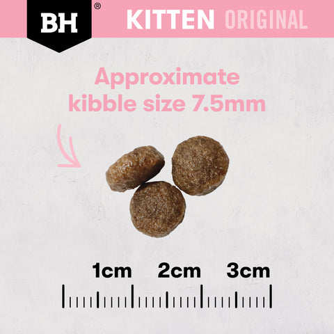 Black Hawk Kitten Chicken
