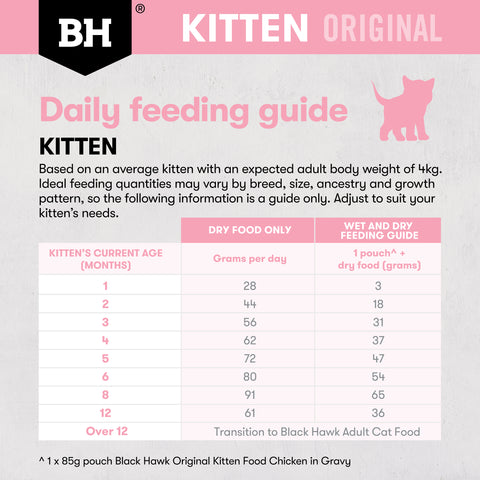 Black Hawk Kitten Chicken