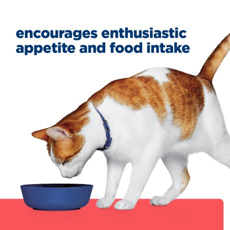Hill's Prescription Diet ONC Care Cat Chicken & Vegetable Stew 82gm