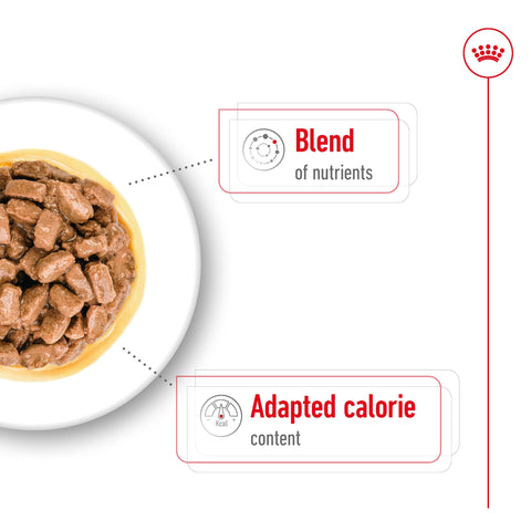 Royal Canin Mini Ageing 12+ (in Gravy) 85g x 12 Sachets