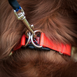 EzyDog Collar Double Up - Black