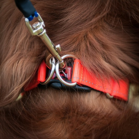 EzyDog Collar Double Up - Black