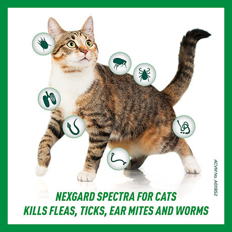 NEXGARD SPECTRA Spot-on Solution for Large Cats 2.5kg - 7.4kg