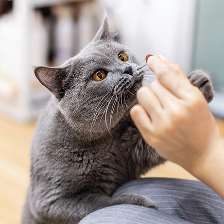 Milpro Adult Cat Wormer