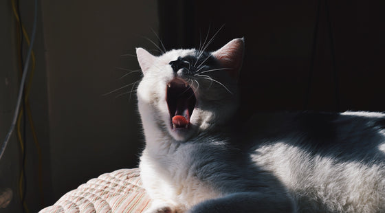 Why is my cat sneezing a lot?
