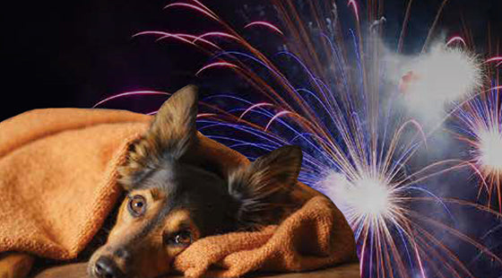 Dogs, cats, noise phobias and fireworks