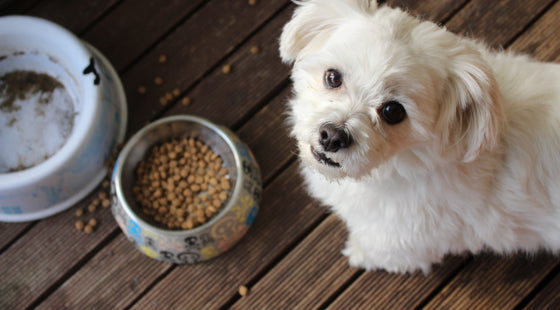 What are the health differences between dry and wet food?