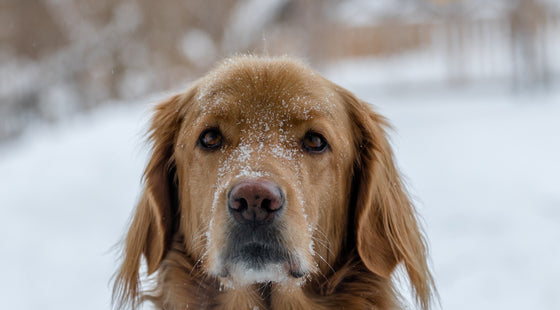 Should I treat my pet for fleas over winter?
