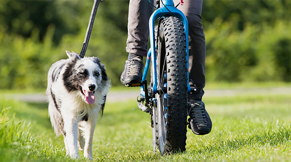 Bike Riding with your dog - Online Vet Store