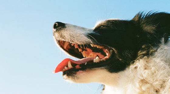 At what age is it more common for pets to receive greater dental care treatment? Will they show symptoms?