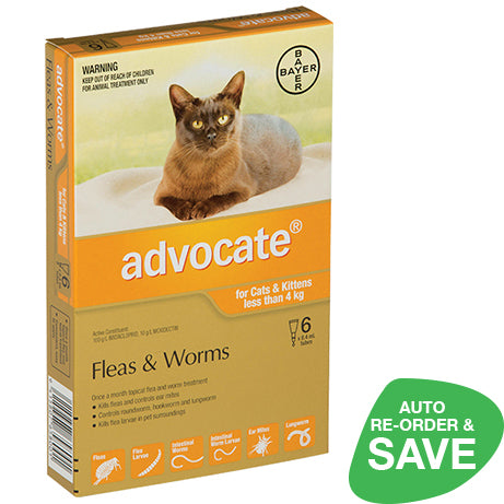 Advocate for Small Cats & Kittens Less than 4kg