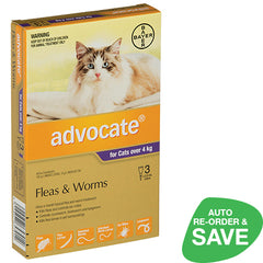 Advocate for Large Cats over 4kg
