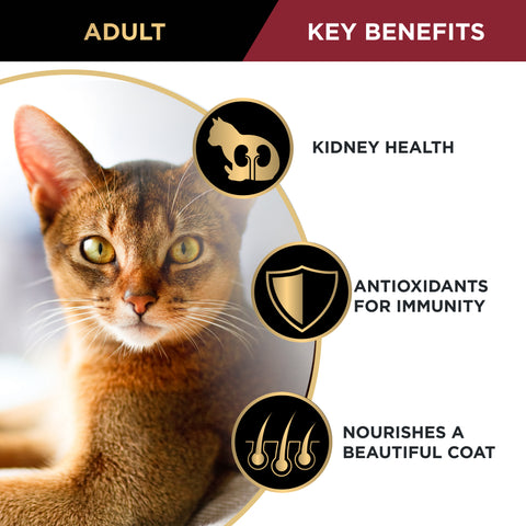 Pro Plan Cat Adult Chicken Dry Food