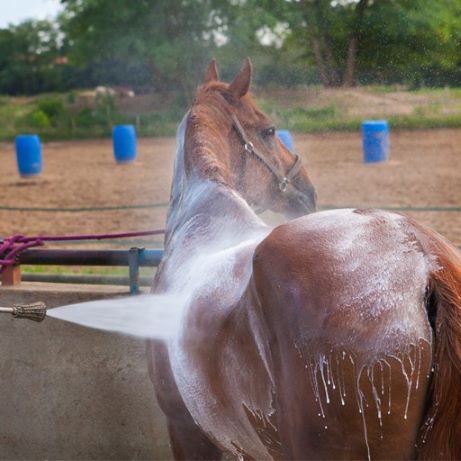 DermAllay Oatmeal Spray Conditioner 236mls - Equine