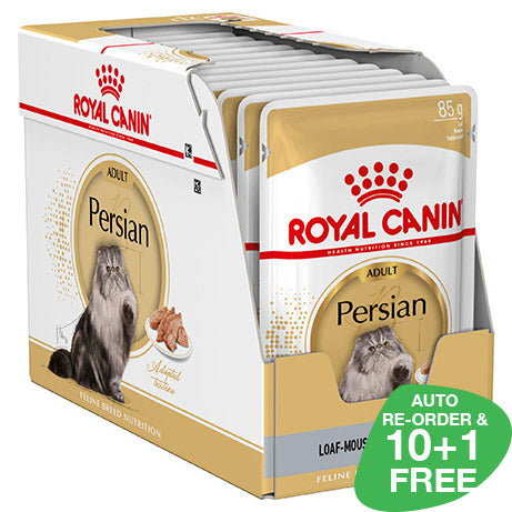 Rc persian adult new arrivals