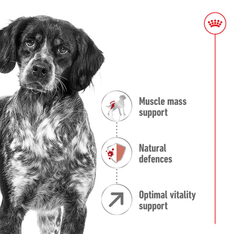 Royal Canin Medium Adult Dog 7+ 15kg