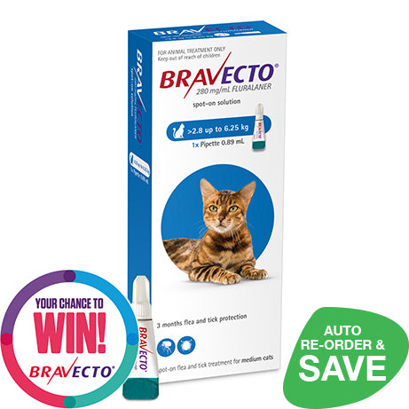 Bravecto Spot On Medium Cat 2.8 6.25kg NZ Wide Shipping