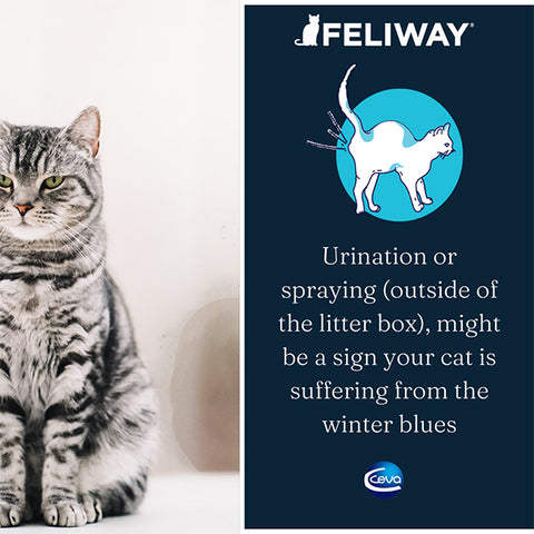 Feliway Diffuser + 48ml